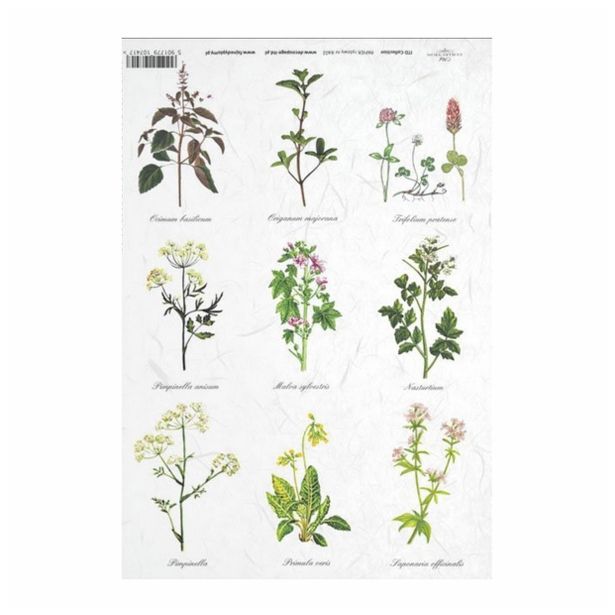 SERVIETNA, DECOUPAGE TEH. RAYHER DECOUPAGE PAPIR RIŽEV A4 ZELIŠČA