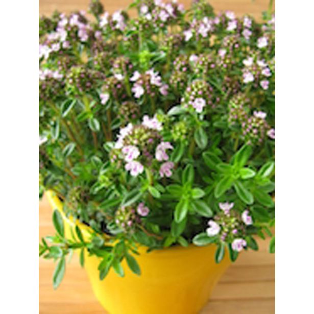 ŠETRAJ L10 CM L10 CM