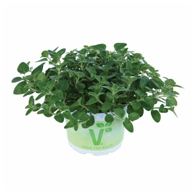 ŠETRAJ VOLMARY TRAJNI, BOLERO L12