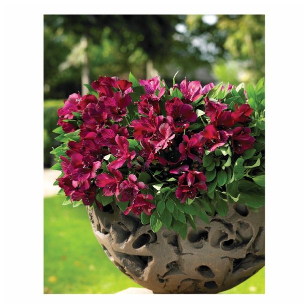 MIX JESENSKIH RASTLIN ALSTROMERIA X HYBRIDA INTICHANTA 19 CM