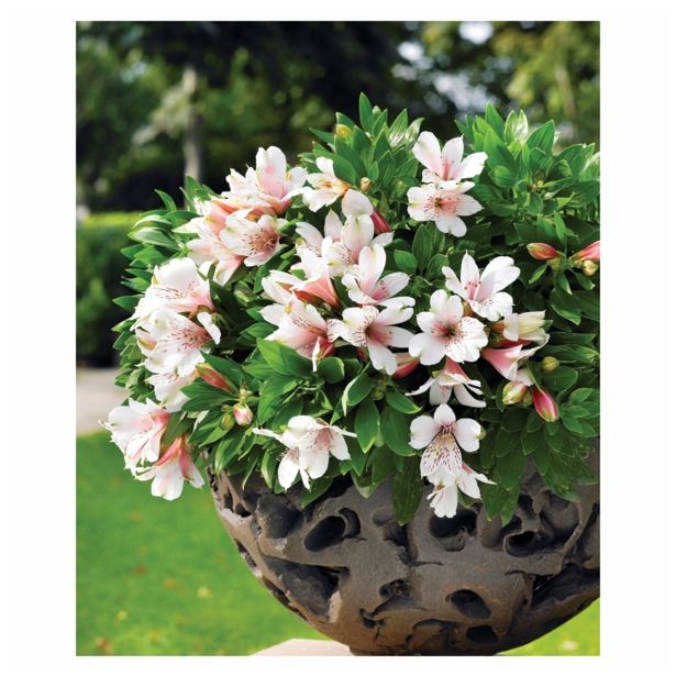 MIX JESENSKIH RASTLIN ALSTROMERIA X HYBRIDA INTICHANTA 19 CM