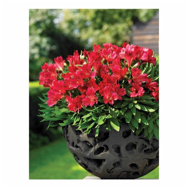 MIX JESENSKIH RASTLIN ALSTROMERIA X HYBRIDA INTICHANTA 19 CM