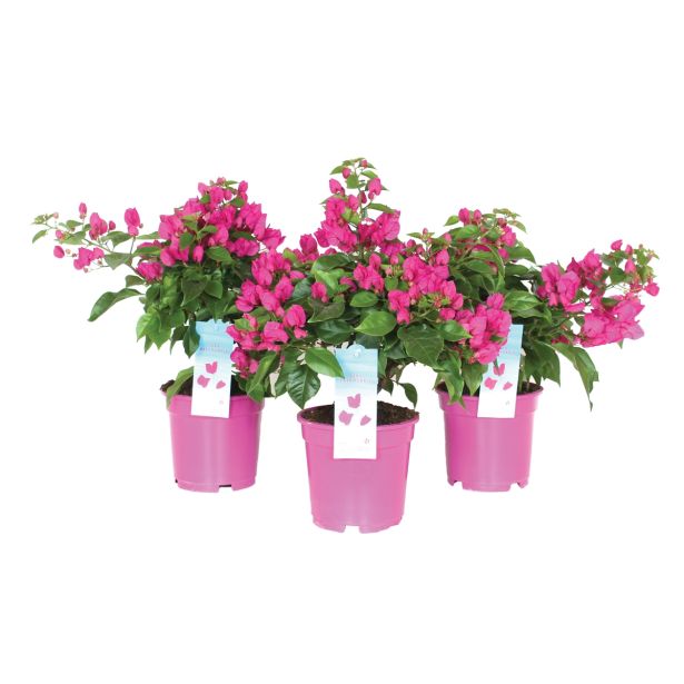 SEZONSKA RASTLINA BOUGAINVILLEA