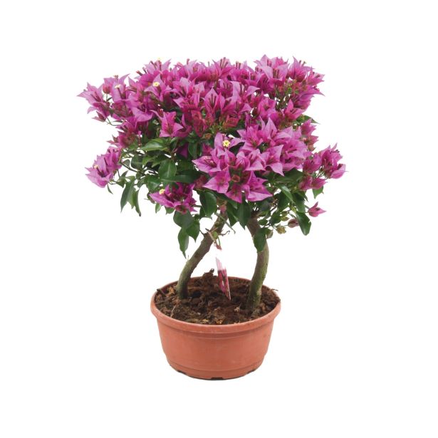 SEZONSKA RASTLINA BOUGAINVILLEA SABINA DOUBLE STEM BONSAI TYPE