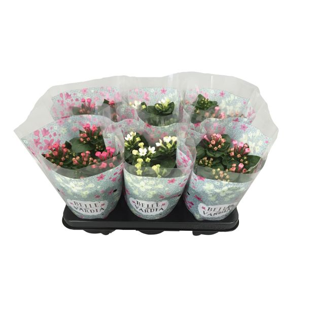 SEZONSKA RASTLINA BOUVARDIJA