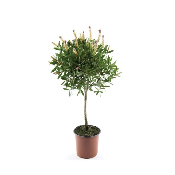 SEZONSKA RASTLINA CALLISTEMON SPLENDENS