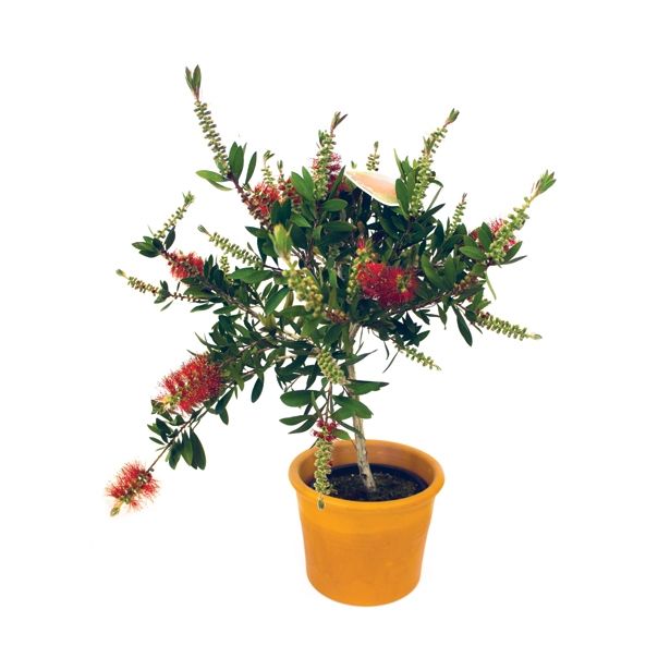 SEZONSKA RASTLINA CALLISTEMON SPLENDENS