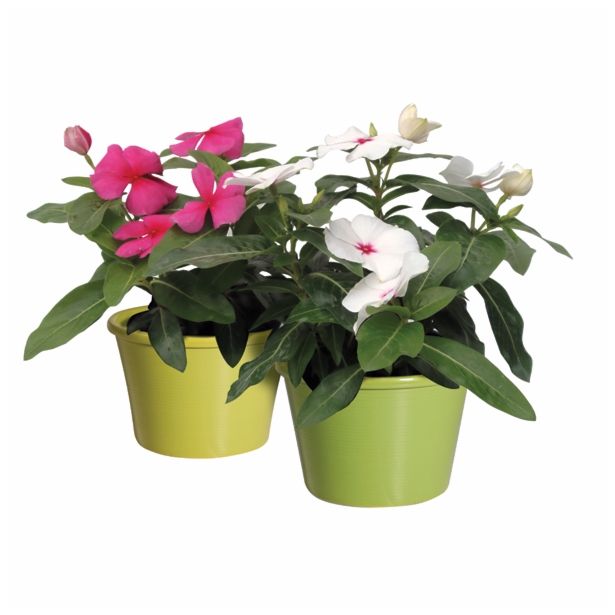 ENOLETNICA CATHARANTHUS ROSEUS L10.5 VINCA ROSEA ATLANTIS MIX
