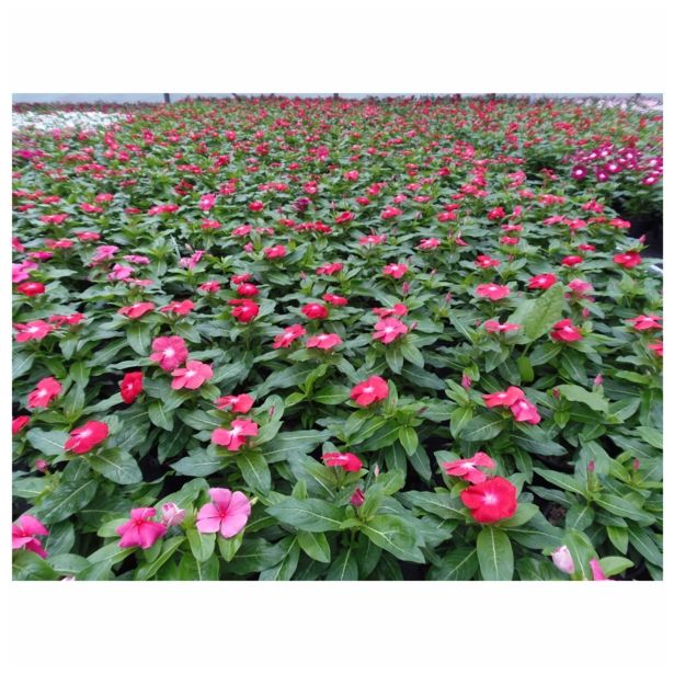 ENOLETNICA CATHARANTHUS ROSEUS L10.5 VINCA ROSEA ATLANTIS MIX