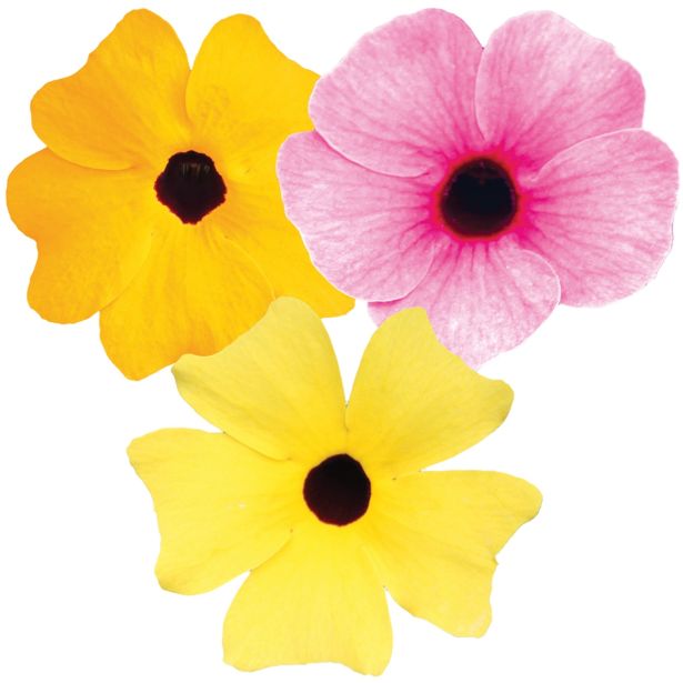 SEZONSKA RASTLINA ČRNOOKA SUZANA SUNNY SUSY TRIO