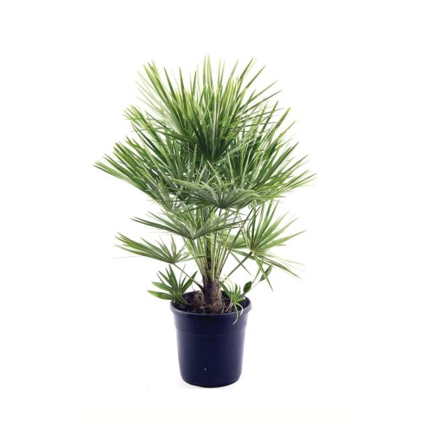 SEZONSKA RASTLINA EVROPSKA PALMA CHAMAEROPS HUMILIS
