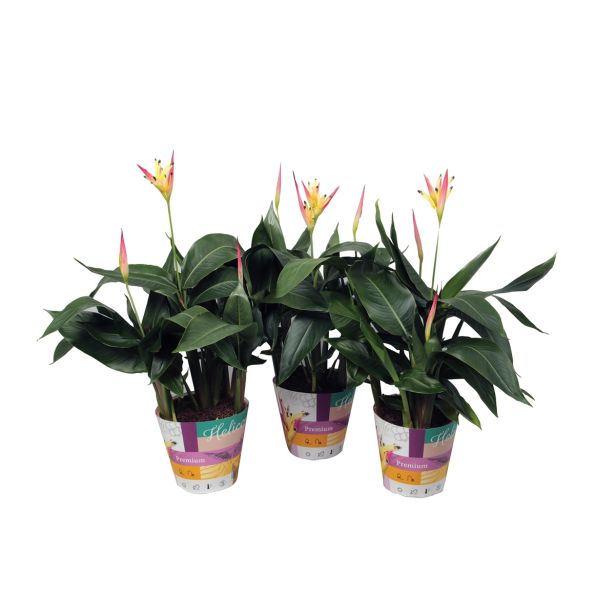 SEZONSKA RASTLINA HELIKONIJA