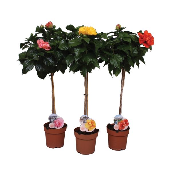 SEZONSKA RASTLINA HIBISCUS VELIK CVET NA STEBLU