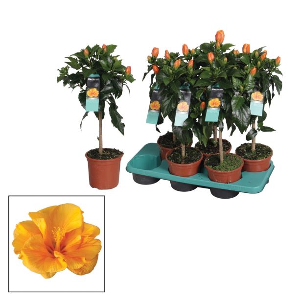 SEZONSKA RASTLINA HIBISKUS