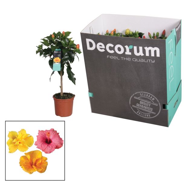 SEZONSKA RASTLINA HIBISKUS