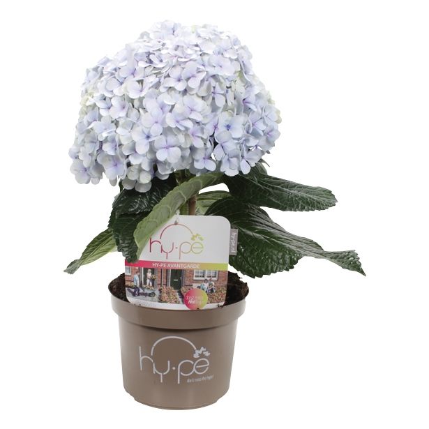 SEZONSKA RASTLINA HYDRANGEA AVANTGARDE