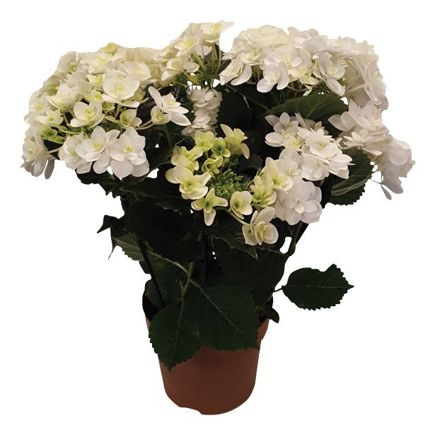 SEZONSKA RASTLINA HYDRANGEA DOUBLE DUTCH MIX
