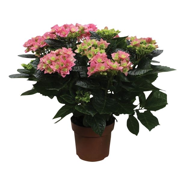 SEZONSKA RASTLINA HYDRANGEA DOUBLE DUTCH MIX