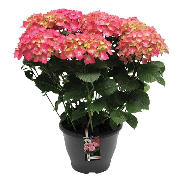 SEZONSKA RASTLINA HYDRANGEA MACROPHYLLA MIX