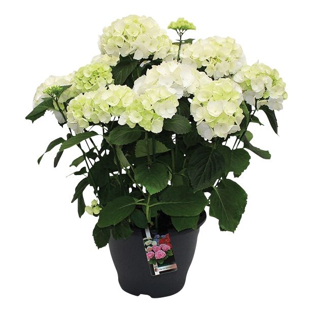 SEZONSKA RASTLINA HYDRANGEA MACROPHYLLA MIX