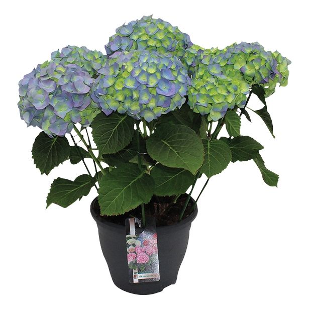 SEZONSKA RASTLINA HYDRANGEA MACROPHYLLA MIX