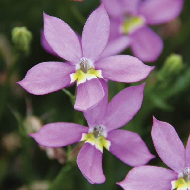 STRUKTURNA CVETOČA RASTL. ISOTOMA MINTAKA PINK L12