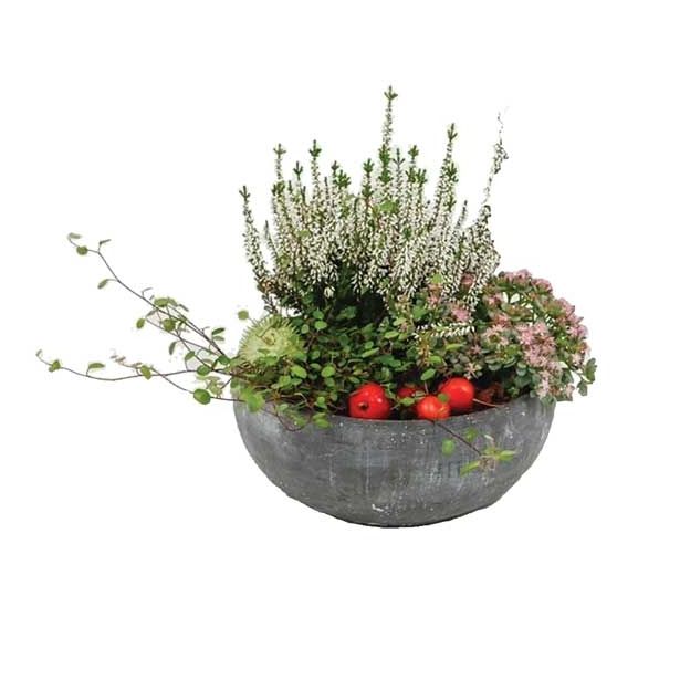 SEZONSKA RASTLINA JESENSKI NASAD V ANTRACIT POSODI