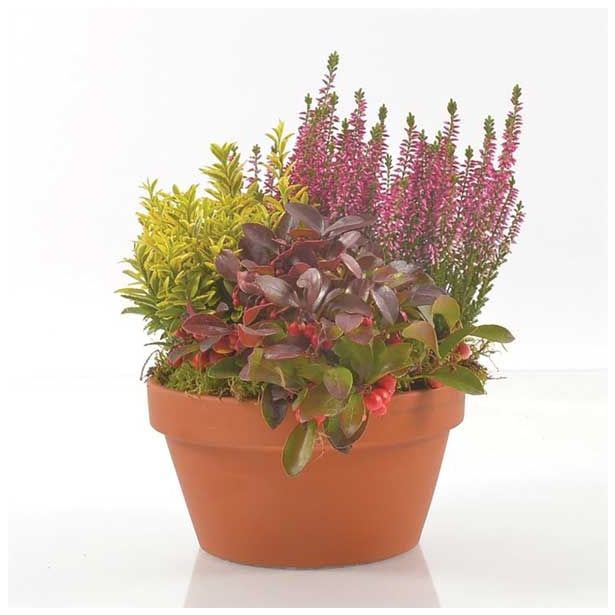 SEZONSKA RASTLINA JESENSKI NASAD V GLINENI POSODI