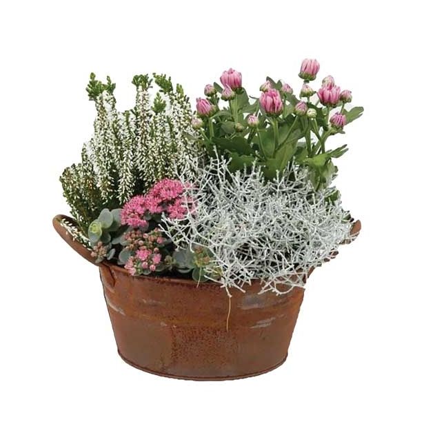 SEZONSKA RASTLINA JESENSKI NASAD V KOVINSKI POSODI