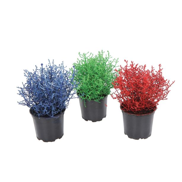 SEZONSKA RASTLINA KALOCEFALUS BROWNII PICASSO