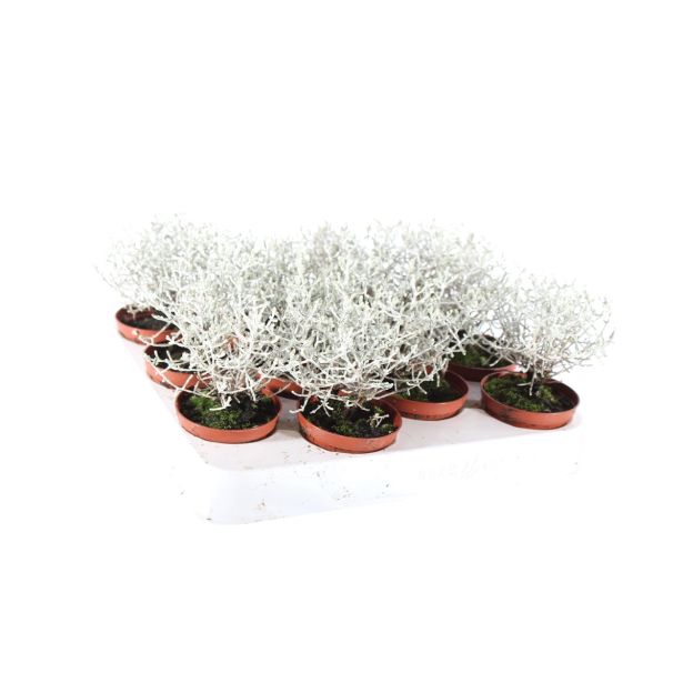 SEZONSKA RASTLINA KALOCEFALUS CALOCEPHALUS BROWNII