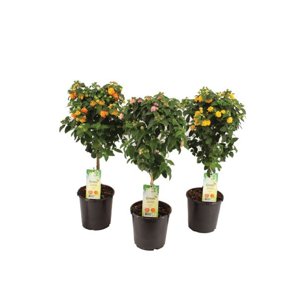 SEZONSKA RASTLINA LANTANA