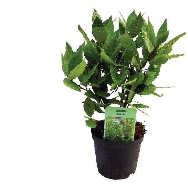 SEZONSKA RASTLINA LOVOR