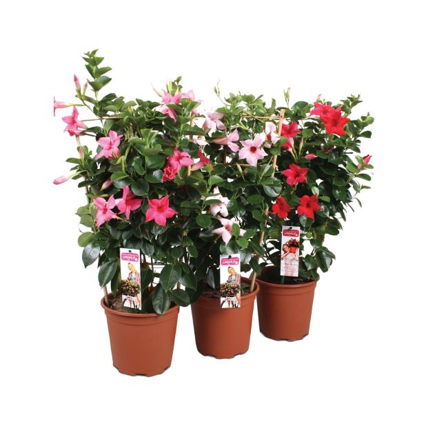 SEZONSKA RASTLINA MANDEVILLA SUNDAVILLE