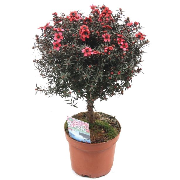 SEZONSKA RASTLINA MANUKA