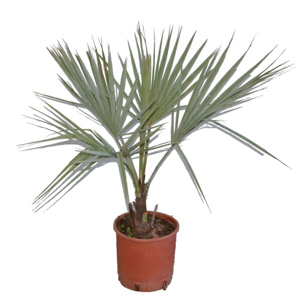 SEZONSKA RASTLINA MODRA BRAHEJA