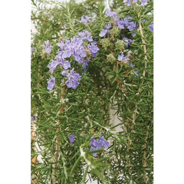 MIX DIŠAVNIC IN ZELIŠČ OBEŠANKA ZELIŠČA MIX L27