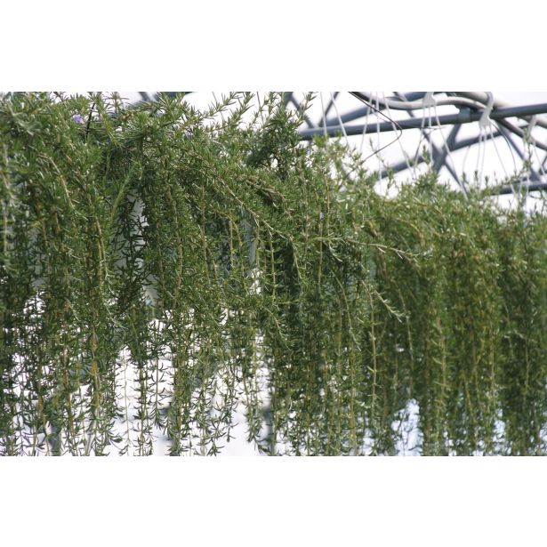 MIX DIŠAVNIC IN ZELIŠČ OBEŠANKA ZELIŠČA MIX L27