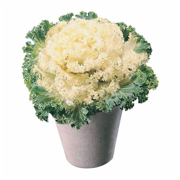 SEZONSKA RASTLINA OKRASNO ZELJE BRASSICA OLERACEA 12 CM