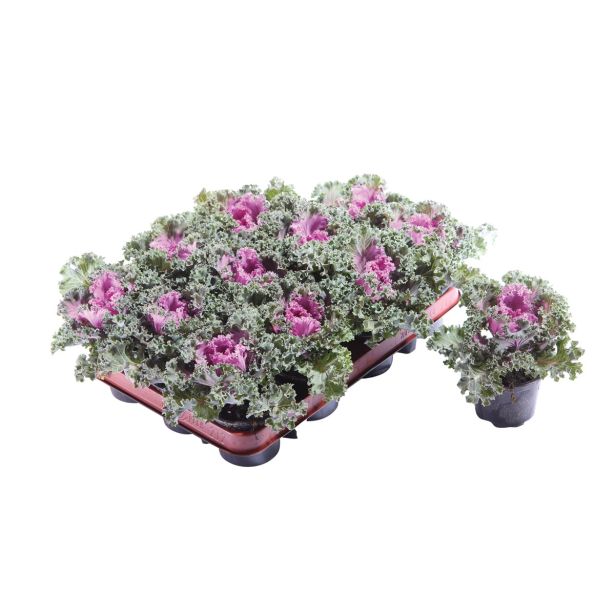 SEZONSKA RASTLINA OKRASNO ZELJE BRASSICA OLERACEA