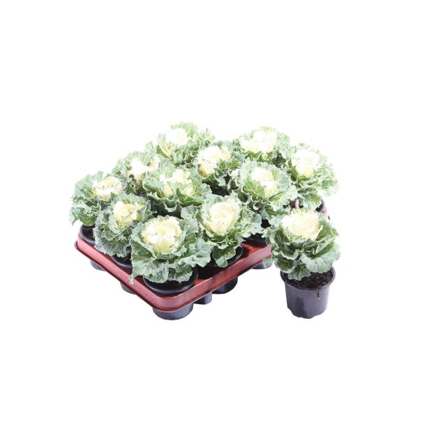 SEZONSKA RASTLINA OKRASNO ZELJE BRASSICA OLERACEA