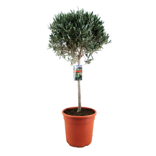 SEZONSKA RASTLINA OLEA EUROPEA NA STEBLU L15