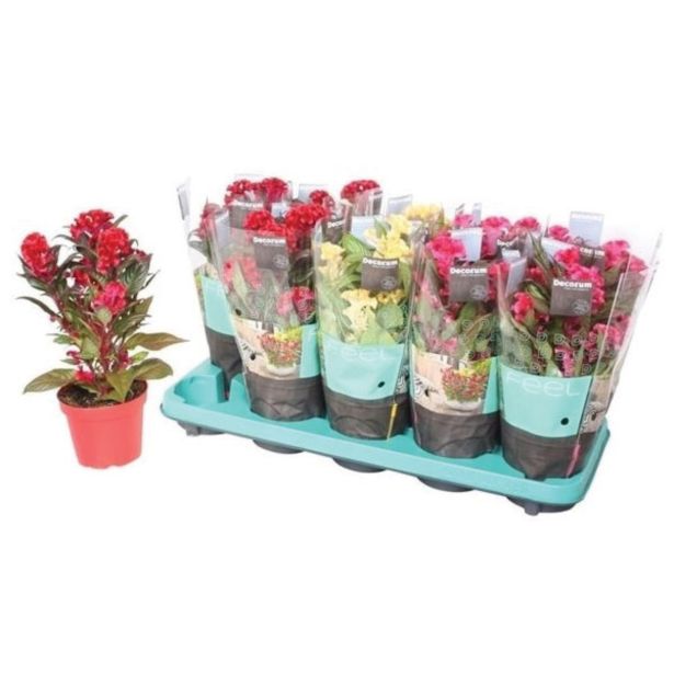 SEZONSKA RASTLINA PETELINJI GREBEN HOT TROPIC L12