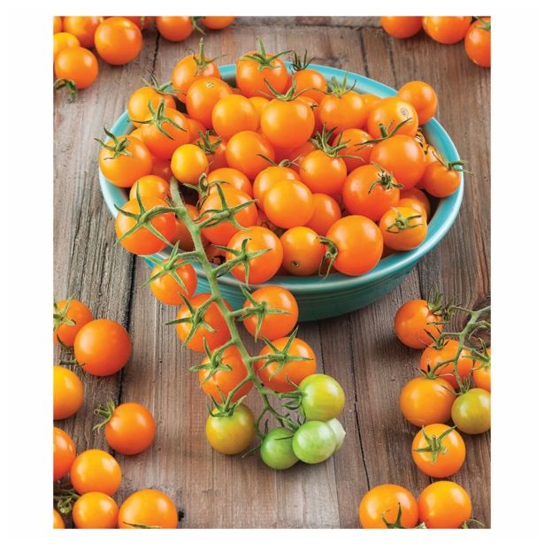 SEZONSKA RASTLINA POTUNIA L12