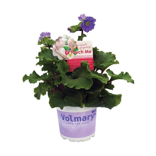 MIX POLETI CVET. RASTLIN MIX MIDI L12