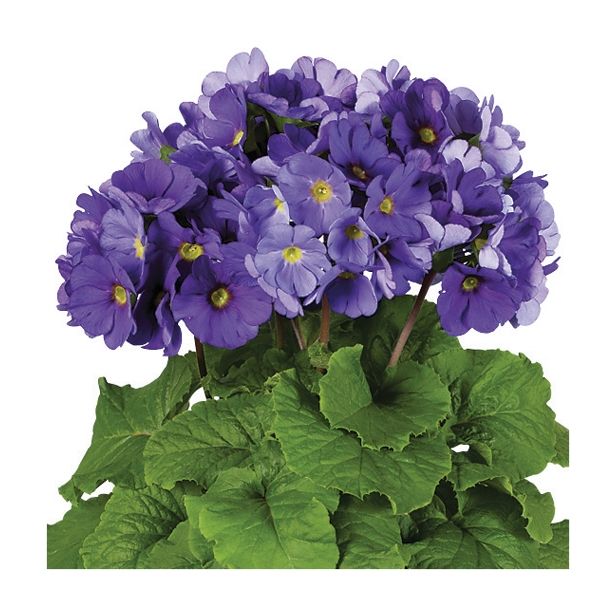 MIX POLETI CVET. RASTLIN MIX MIDI L12