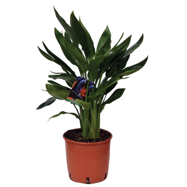 SEZONSKA RASTLINA STRELICIJA