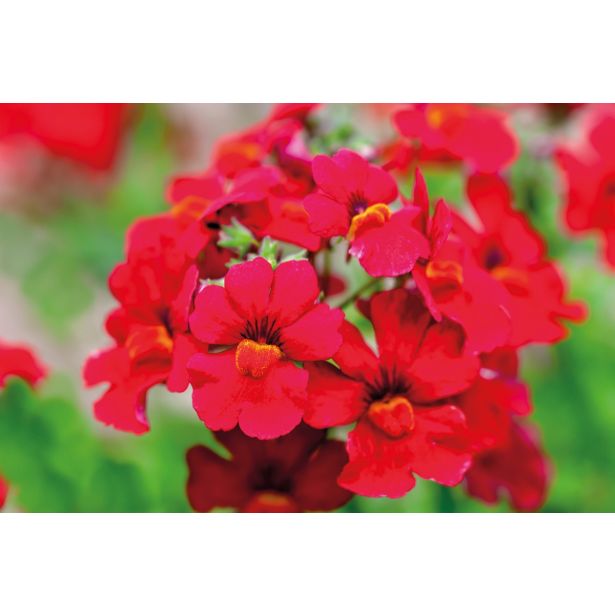 MIX STRUKTURNIH RASTLIN G.C. VEČ VRST L10.5