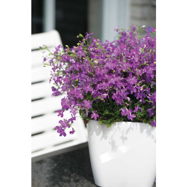 MIX STRUKTURNIH RASTLIN G.C. VEČ VRST L10.5