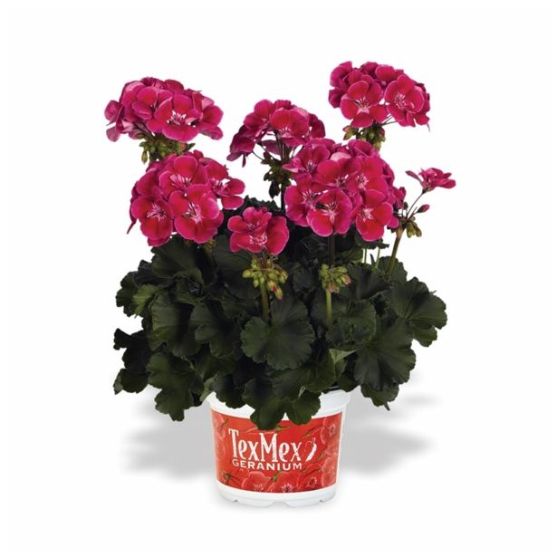 SEZONSKA RASTLINA TEX MEX POKONČNA PELARGONIJA